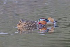 Mandarin Duck, Aix galericulata