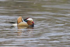 Mandarin Duck, Aix galericulata