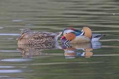 Mandarin Duck, Aix galericulata