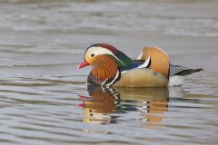 Mandarin Duck, Aix galericulata