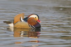 Mandarin Duck, Aix galericulata