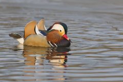 Mandarin Duck, Aix galericulata