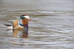 Mandarin Duck, Aix galericulata