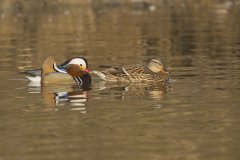 Mandarin Duck, Aix galericulata