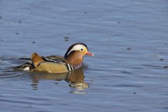 Mandarin Duck, Aix galericulata