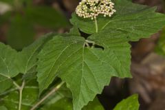 Mapleleaf Viburnum, Viburnum acerifolium