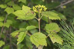 Mapleleaf Viburnum, Viburnum acerifolium