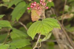 Mapleleaf Viburnum, Viburnum acerifolium
