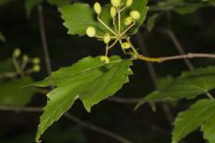 Mapleleaf Viburnum, Viburnum acerifolium