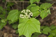 Mapleleaf Viburnum, Viburnum acerifolium