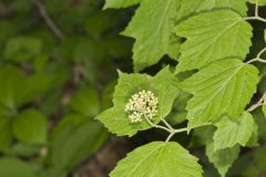 Mapleleaf Viburnum, Viburnum acerifolium