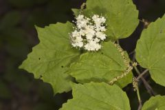 Mapleleaf Viburnum, Viburnum acerifolium