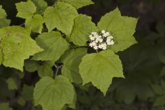 Mapleleaf Viburnum, Viburnum acerifolium