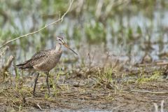 Marbled Godwit, Limosa fedoa