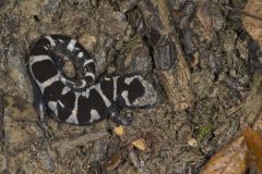 Marbled Salamander, Ambystoma opacum