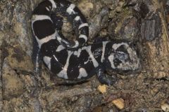 Marbled Salamander, Ambystoma opacum
