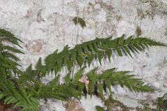 Marginal Wood Fern, Dryopteris marginalis