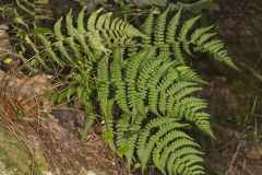 Marginal Wood Fern, Dryopteris marginalis