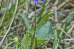 Marsh blue violet, Viola cucullata