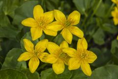 Marsh Marigold, Caltha palustris