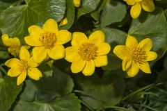 Marsh Marigold, Caltha palustris