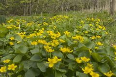 Marsh Marigold, Caltha palustris