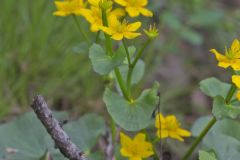 Marsh Marigold, Caltha palustris