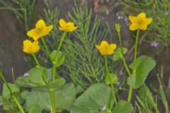 Marsh Marigold, Caltha palustris