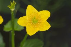 Marsh Marigold, Caltha palustris