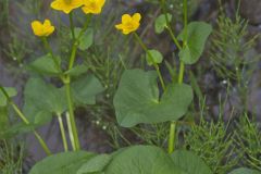 Marsh Marigold, Caltha palustris