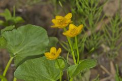 Marsh Marigold, Caltha palustris