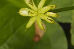 Marsh Marigold, Caltha palustris