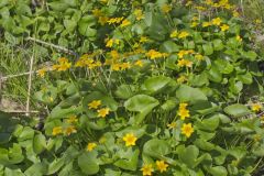 Marsh Marigold, Caltha palustris