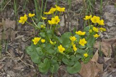 Marsh Marigold, Caltha palustris