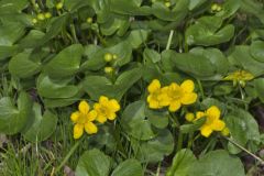 Marsh Marigold, Caltha palustris