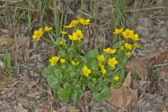 Marsh Marigold, Caltha palustris