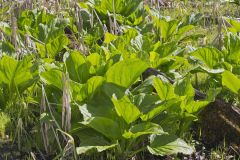 Marsh Marigold, Caltha palustris