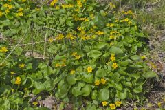 Marsh Marigold, Caltha palustris