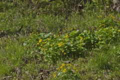 Marsh Marigold, Caltha palustris