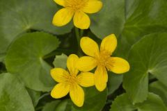 Marsh Marigold, Caltha palustris