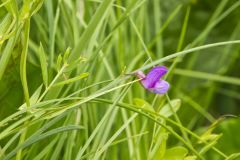 Marsh Pea, Lathyrus palustris