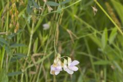 Marsh Pea, Lathyrus palustris