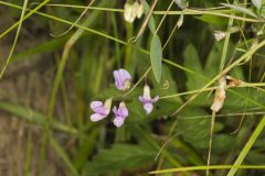 Marsh Pea, Lathyrus palustris