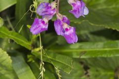 Marsh Pea, Lathyrus palustris