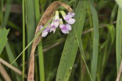 Marsh Pea, Lathyrus palustris