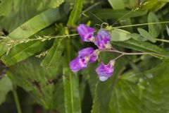 Marsh Pea, Lathyrus palustris