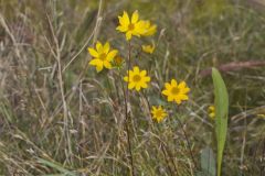 Marsh Tickseed, Bidens trichosperma