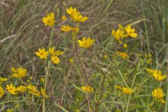 Marsh Tickseed, Bidens trichosperma