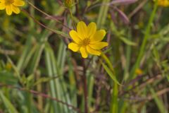 Marsh Tickseed, Bidens trichosperma