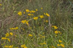 Marsh Tickseed, Bidens trichosperma